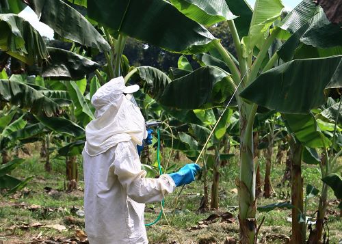 AVANÇOS NA BANANICULTURA - Tecnologia da Embrapa revitaliza produção no Norte